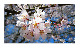 almond tree blossoms