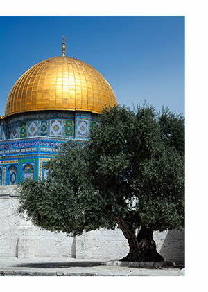 Olive tree and Dome of the Rock in Jerusalem